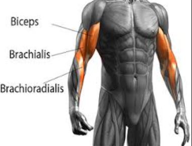 Benefits of Cross body hammer curls