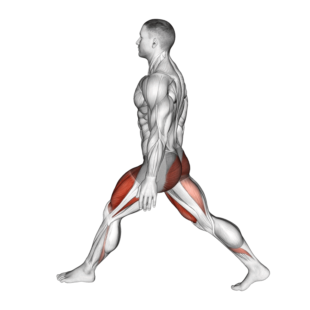 Muscles Worked by the ATG Split Squat
